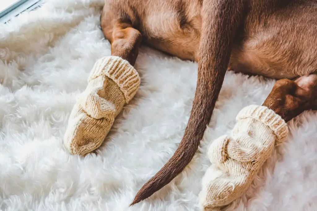 hold føttene til din pelskledde venn varme og koselige med potesokker hund