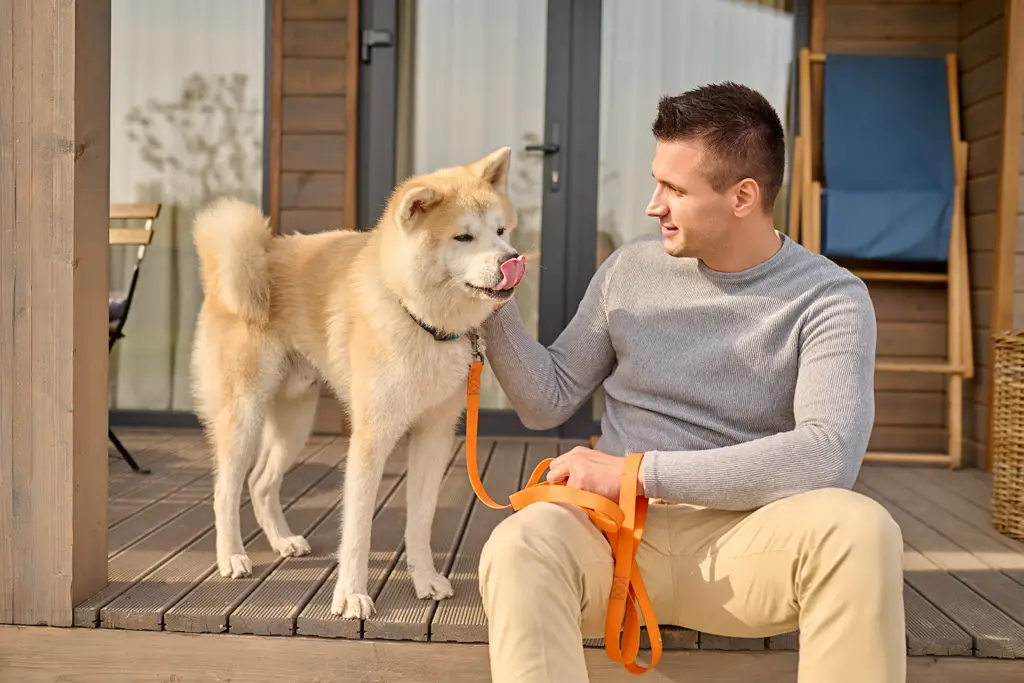 gjør turer med hunden din morsommere og tryggere med vårt solide, pålitelige refleks hund