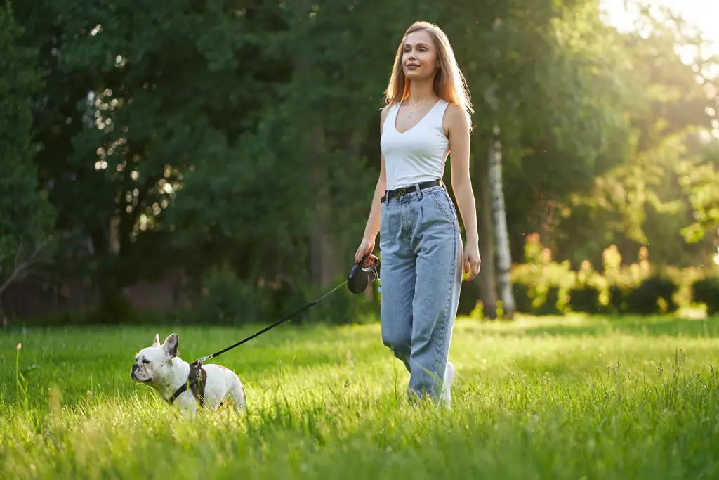 hold hunden din trygg og sikker med vårt sterke og solide refleks hund