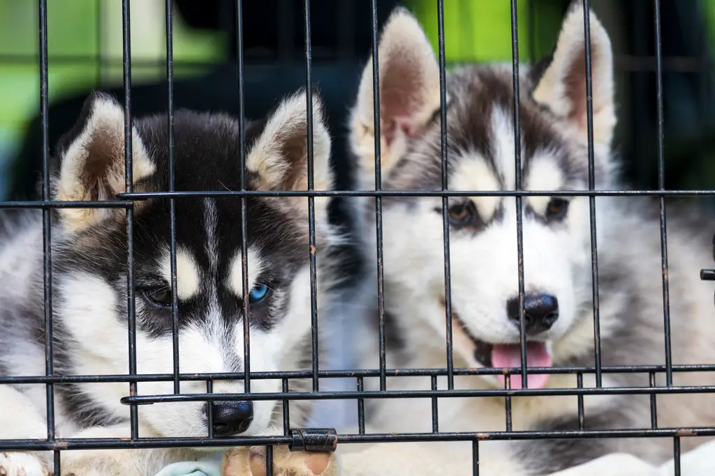 hold hunden din underholdt på lange bilturer med et brukervennlig reisebur hund