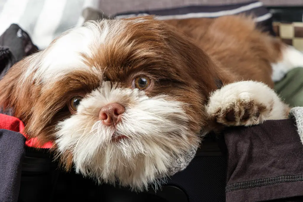 hold din pelskledde venn trygg på din neste biltur med reiseveske til hund