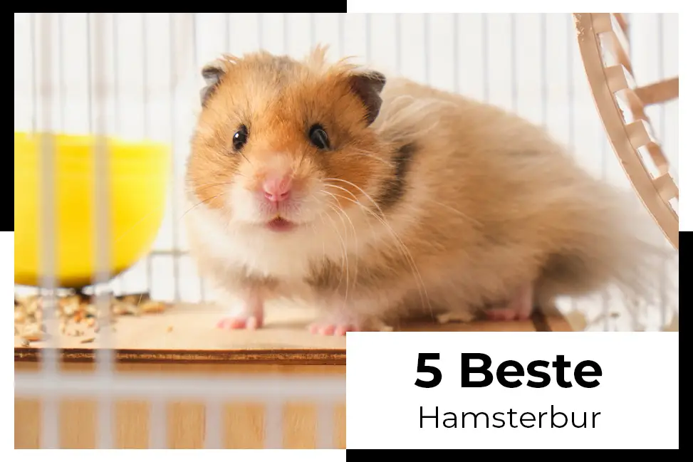 få hamsteren din til det perfekte hjemmet med vårt brede utvalg av bur