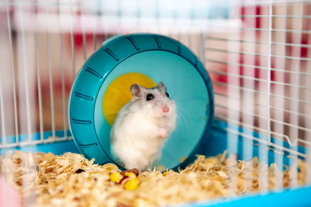 hamsterbur er designet med hamsterens helse og lykke i tankene