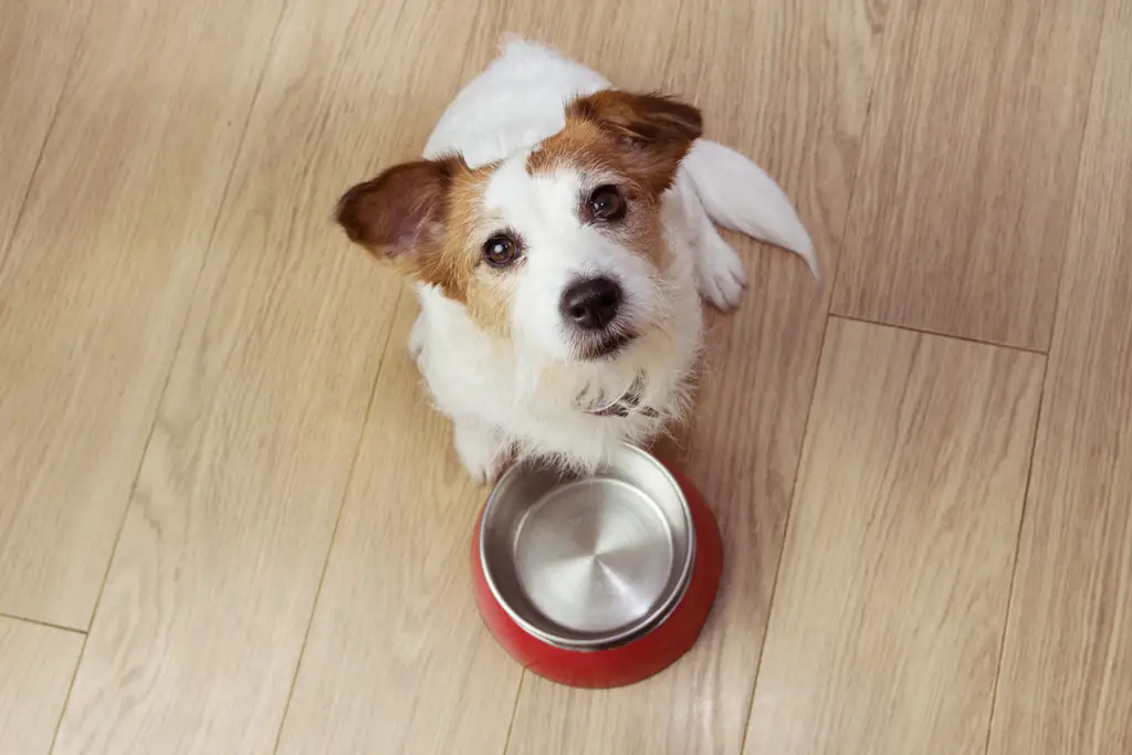 hold hunden din sunn og velmatet med solide og stilige hundeskåler