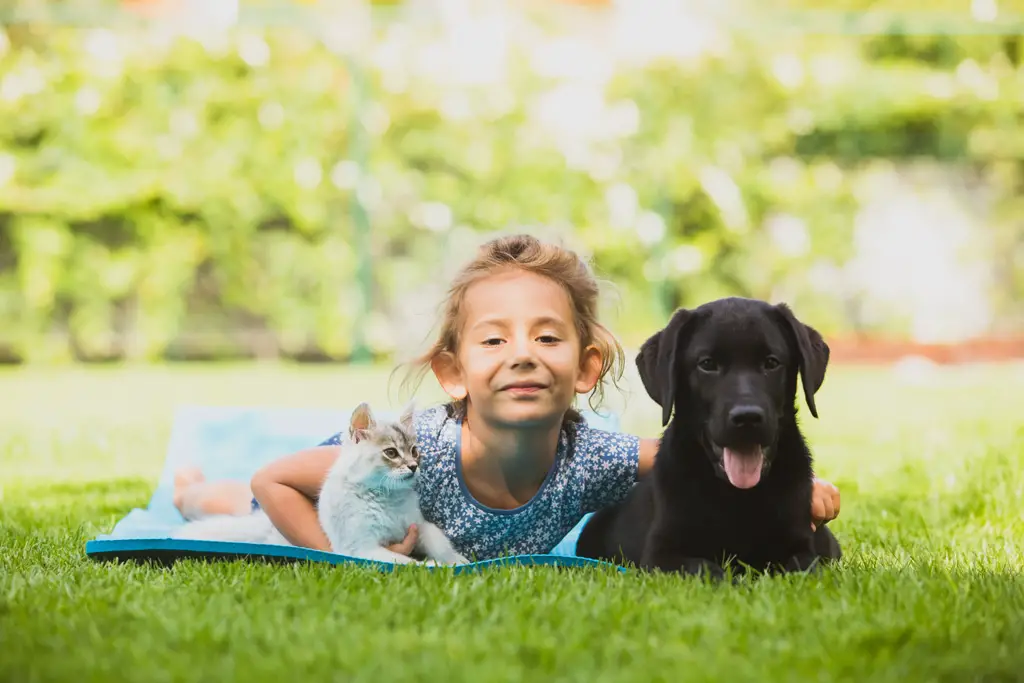 kjølematte hund den perfekte måten å holde valpen kjølig denne sommeren