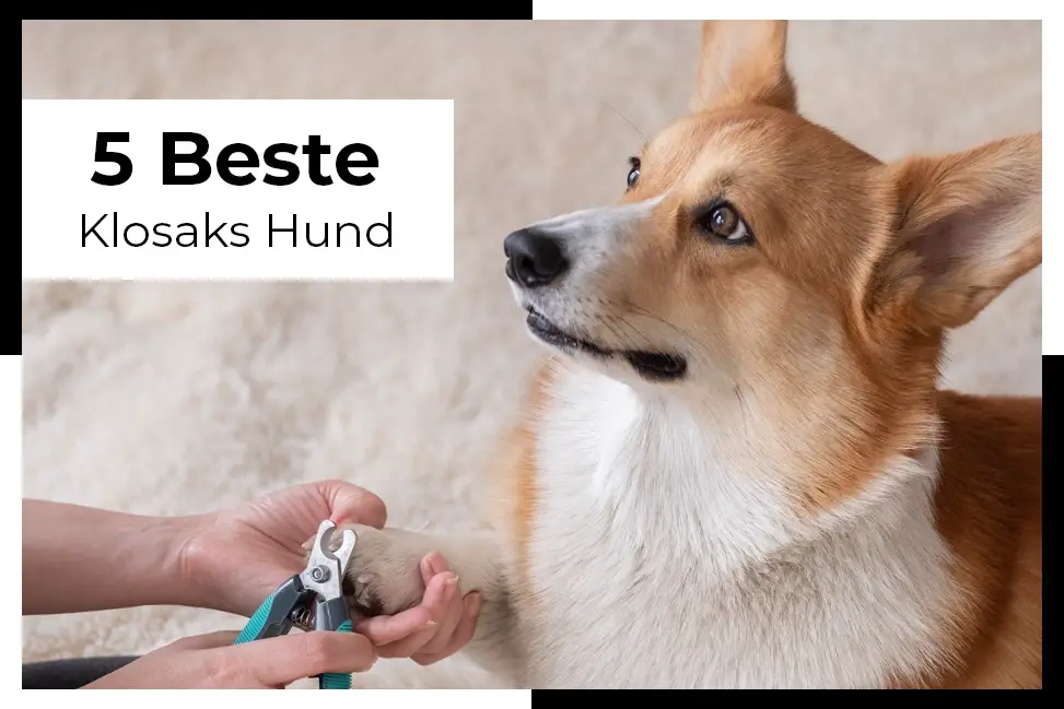 en bedre måte å holde hunden din sunn og i form med klosaks hund