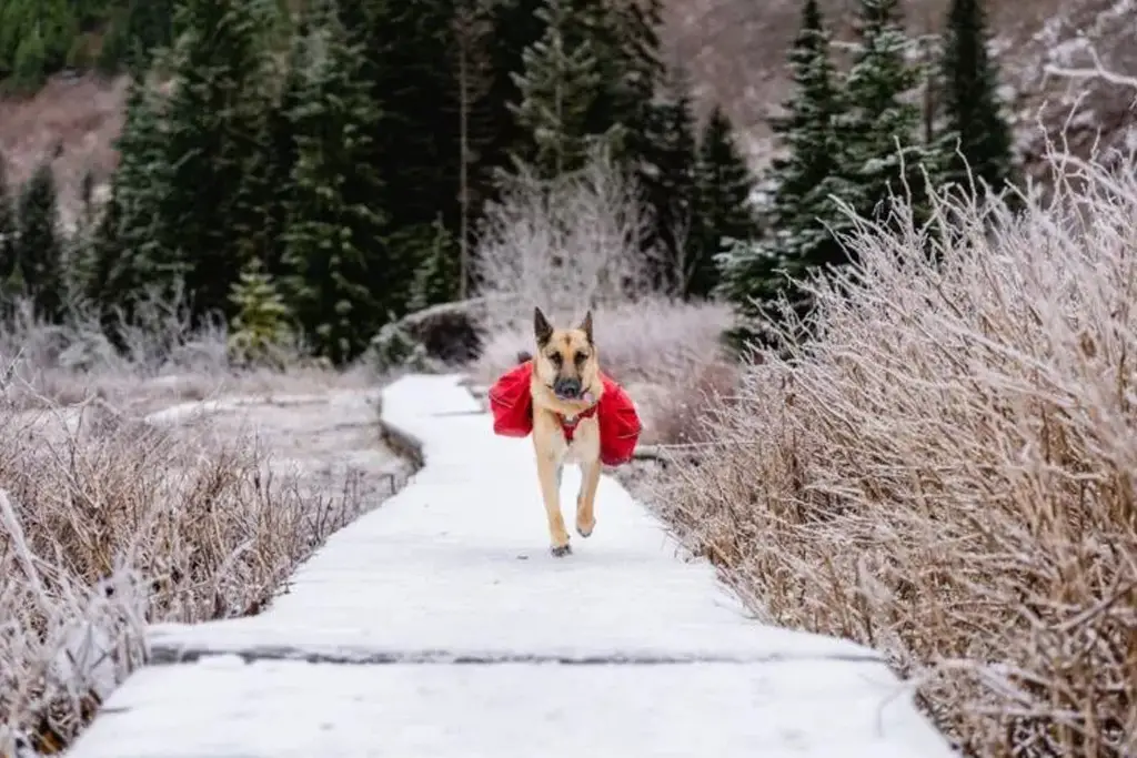 hund på tur med kløv