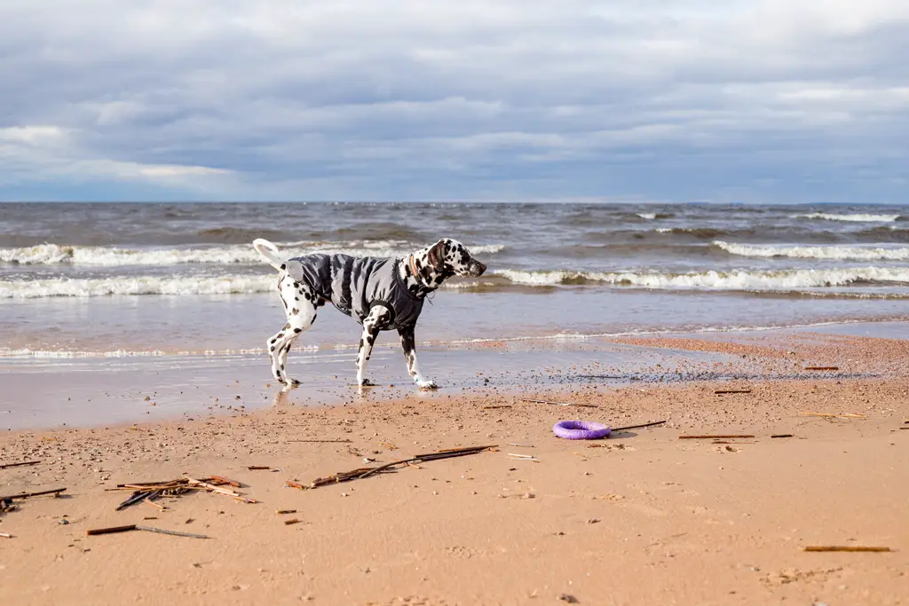 regndekken hund