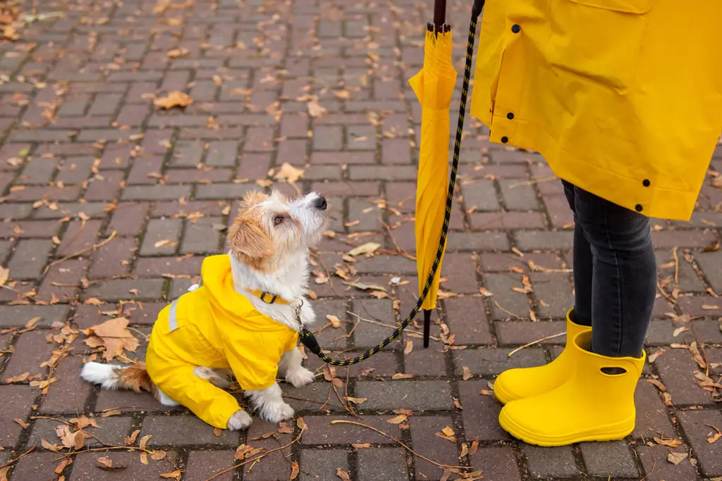hold din pelskledde venn tørr under regn med lett å bruke og lett regntrekk