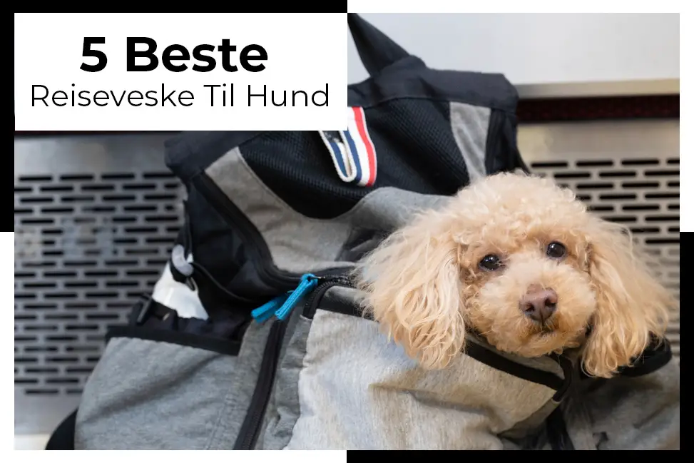 hold din pelskledde venn ved din side mens du reiser med denne hendige reisevesken til hund