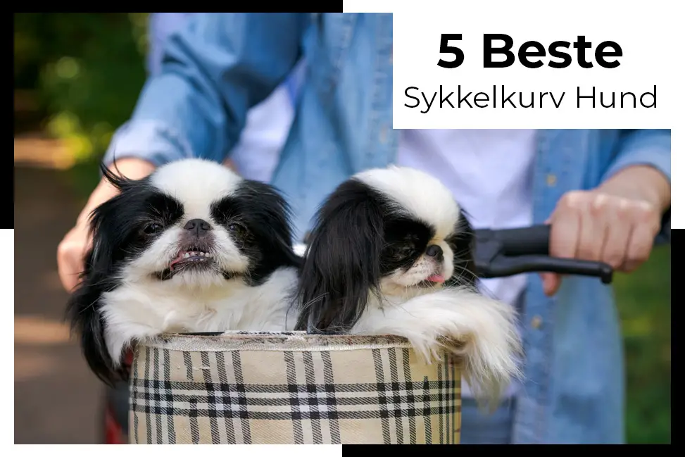 sykkelkurv hund gjør transport av hunden din på en sykkel enkelt og trygt