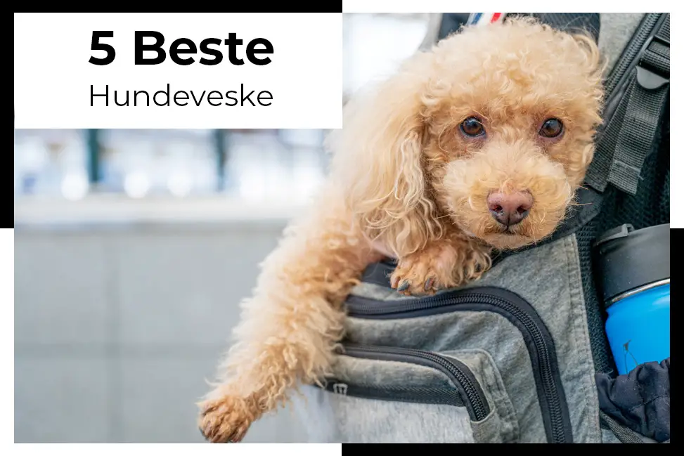 hold din pelskledde venn ved din side med vår stilige og funksjonelle hundeveske