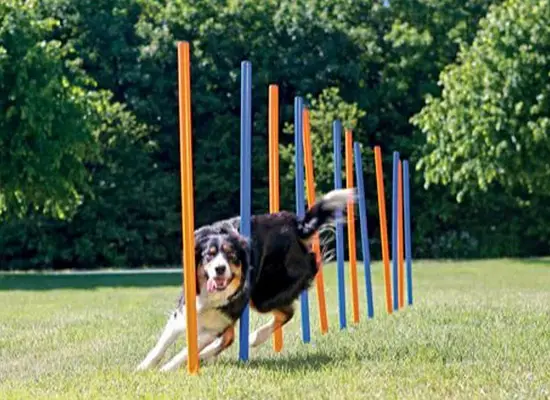 agility utstyr agility slalompinner test