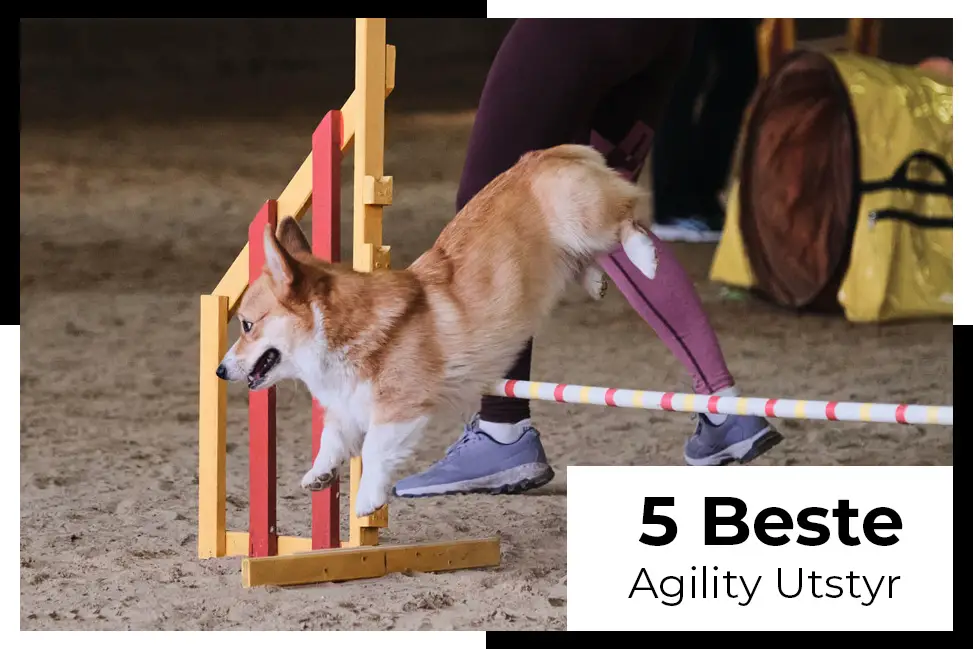 beste agility utstyr test kom i form og ha det gøy med agility utstyr