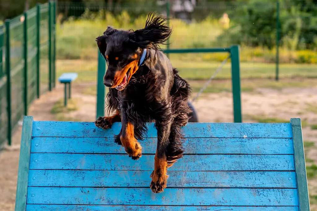 beste agility utsty vi introduserer den nyeste måten å komme i form og trene på med agility utstyr