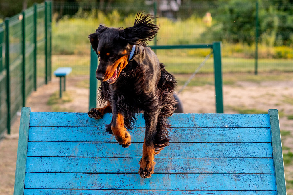 Agility Utstyr Test Beste 5 Agility Utstyr 2026 Kjaptforklart 2026 Agility Utstyr Test Beste 5 Agility Utstyr 2026 Kjaptforklart 2026