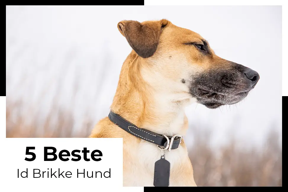 beste id brikke hund test hold hunden din trygg med en id brikke hund