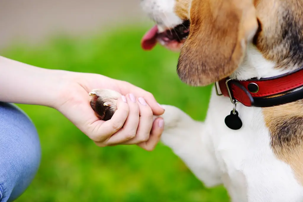 id brikke hund test hold din pelskledde venn trygg med en egendefinert id brikke hund