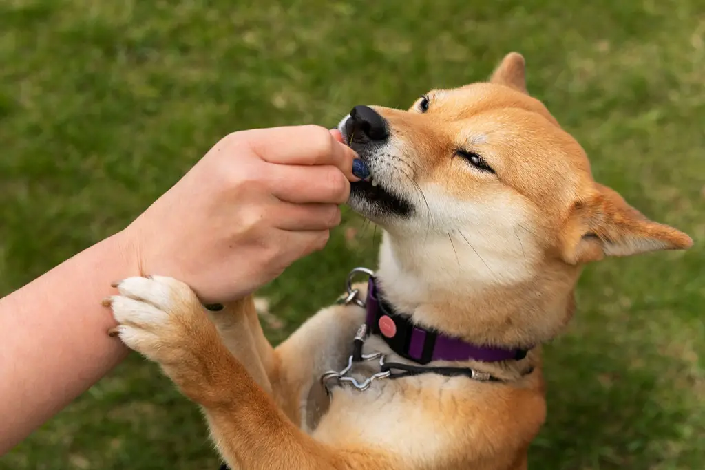 id brikke hund beste i test få din tapte hund tilbake med denne brukervennlige id brikke hund