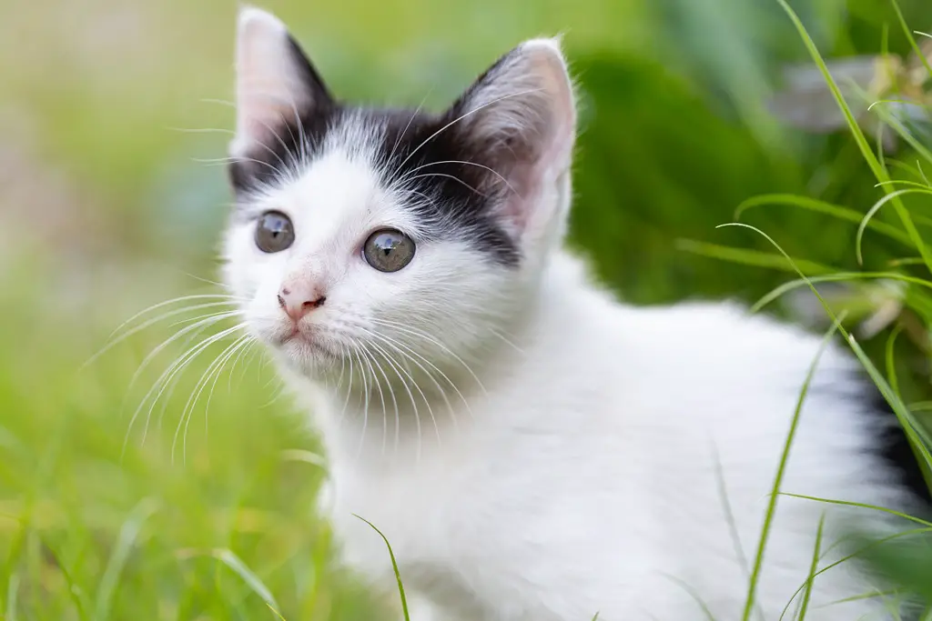 kattegress beste i test hold kattungen din sunn og underholdt med organisk kattegress