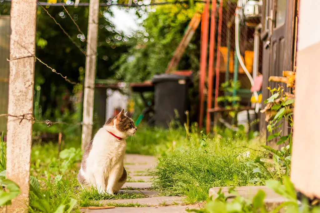 kattegress test kattegress er den perfekte måten å holde pusen din sunn på