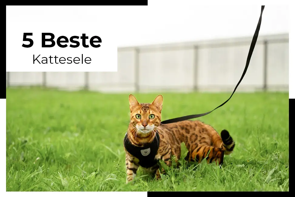 beste kattesele test ikke la katten din gå fritt mens du er ute! Hold dem trygge med den beste kattesele