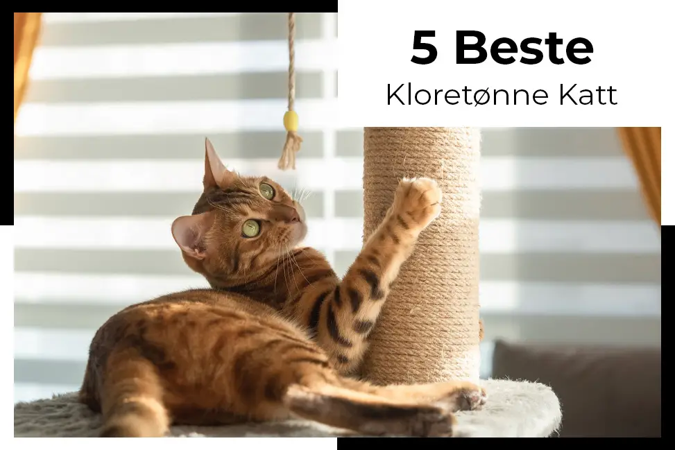 beste kloretønne katt test kloretønne katt en morsom og enkel måte å underholde pusen din på klofat er en fin måte å tilby katten din litt interaktiv leketid