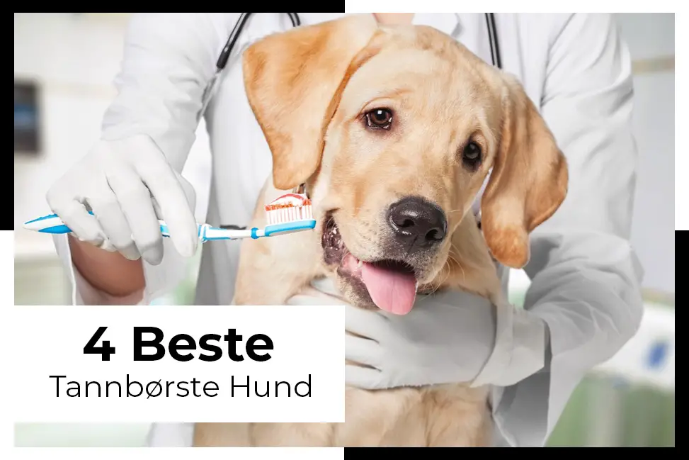 beste tannbørste hund test le hver dag med tannbørstehund