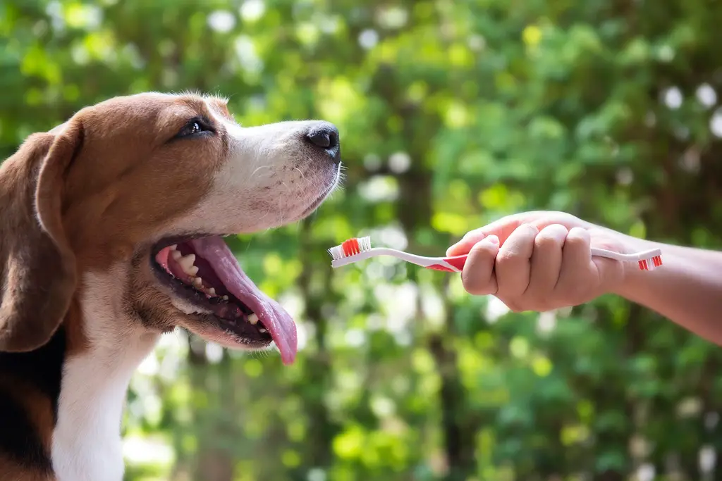 børste tenner hund