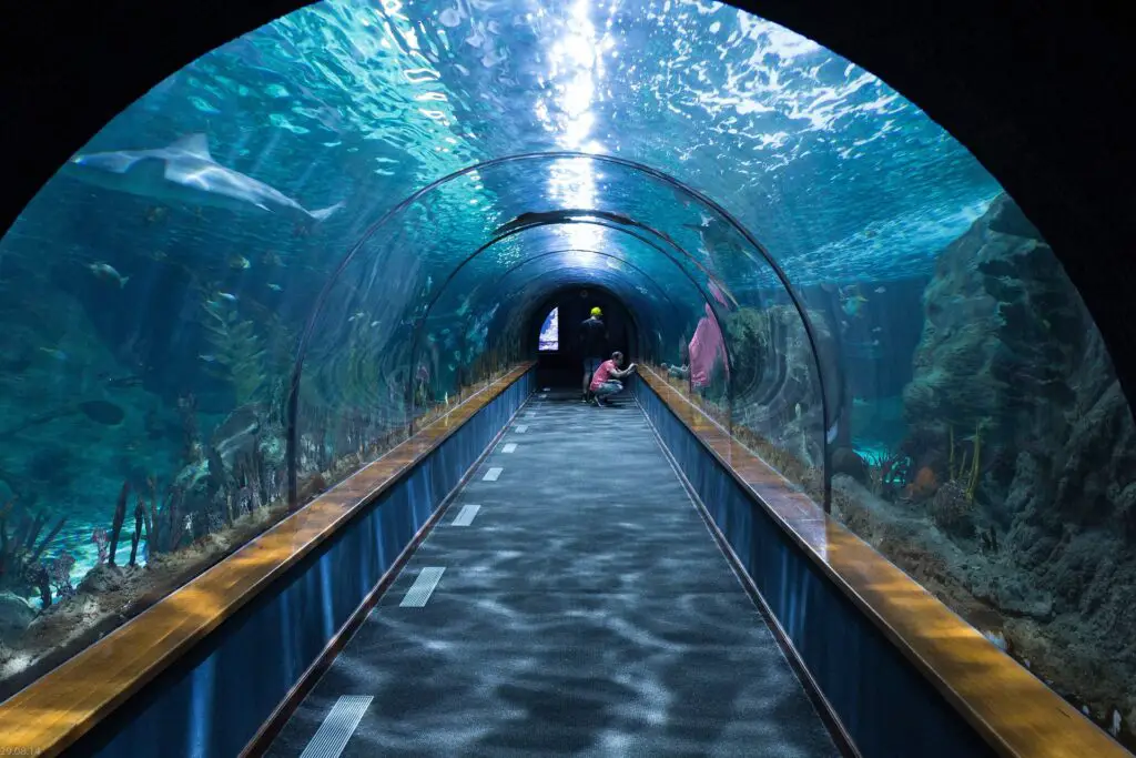 shark tunnel g676c649c1 1920